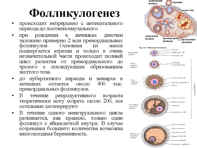 Фолликулогенез происходит непрерывно с антенатального периода до постменопаузального при рождении в яичниках девочки заложено Фолликулогенез происходит непрерывно с антенатального периода до постменопаузального при рождении в яичниках девочки заложено